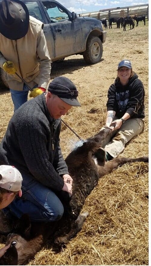 Position Wanted Sustainable Livestock Graduate Student