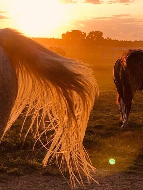 Equine & Ranch Caretaker needed in Gridley, California