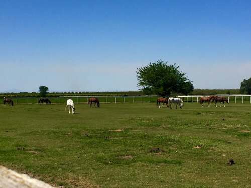 Equine & Ranch Caretaker needed in Gridley, California