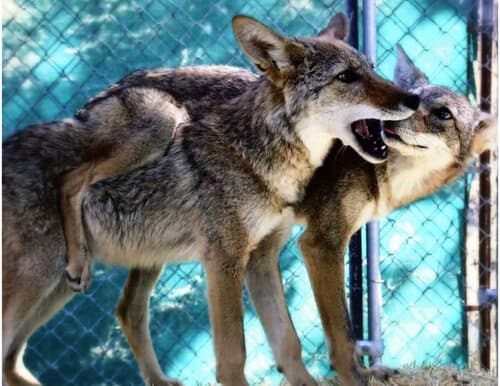 Ranch Hand Caretaker needed at Wildlife Sanctuary Hoofstock in southern