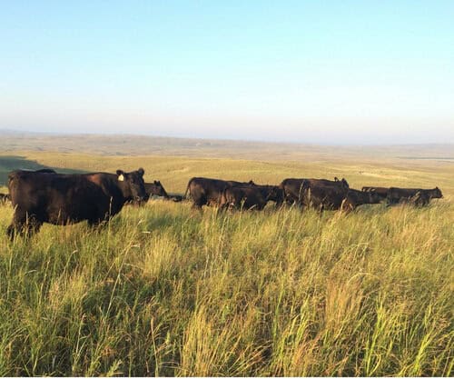 Ranch Worker needed in Sandhills of Nebraska