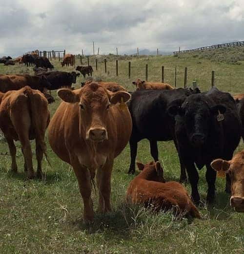 Calving help needed at Familyowned Ranch in Wyoming (Fulltime