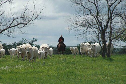 Ranch Hand needed at Purebred Cattle Ranch in Isabel, South Dakota