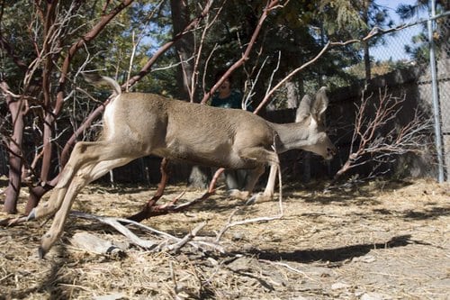 Ranch Hand Caretaker needed at Wildlife Sanctuary Hoofstock in southern