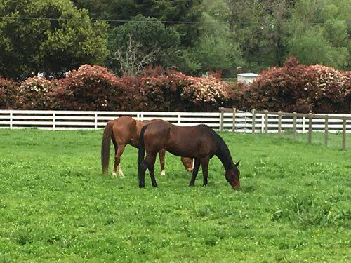 Ranch Hand needed at Animal Sanctuary in California