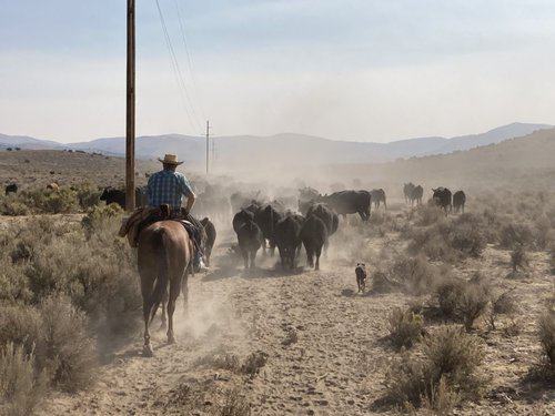 Ranch Foreman needed at CowCalf operation in Wells, Nevada