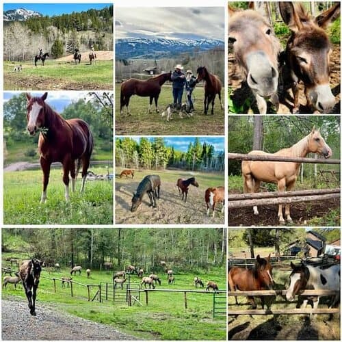 Equine Professional Manager needed at Family Ranch in Alpine, WY