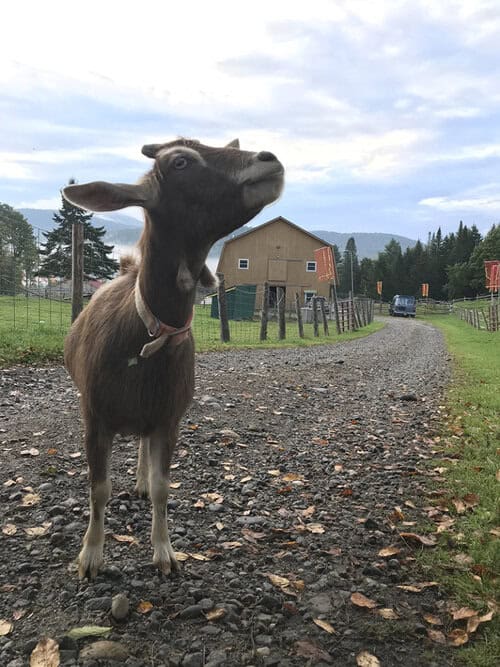 Reliable Caretaker(s) needed at 30 Acre farm/ranch in Central Vermont