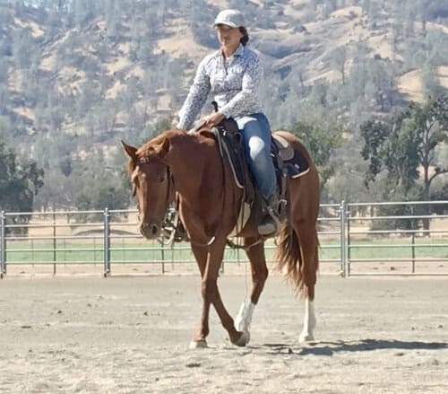 Colt Starter needed at 2,000 acre Wild Horse Sanctuary in northern