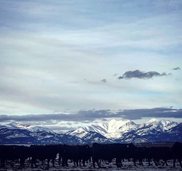 Ranch Hand needed at Large, Multigenerational Cow/Calf Operation in