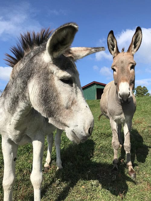 Reliable Caretaker(s) needed at 30 Acre farm/ranch in Central Vermont