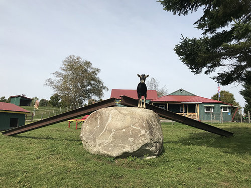 Reliable Caretaker(s) needed at 30 Acre farm/ranch in Central Vermont