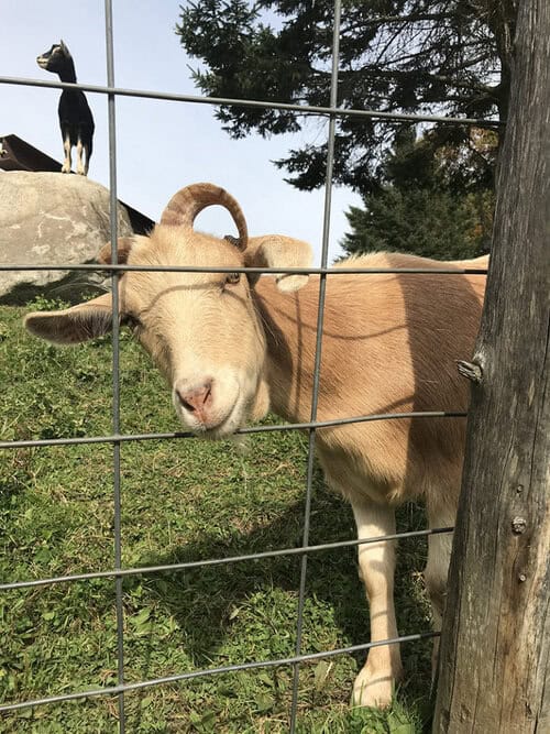 Reliable Caretaker(s) needed at 30 Acre farm/ranch in Central Vermont