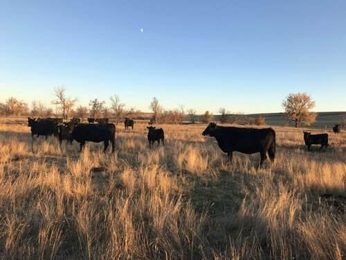Cattle Ranch in South Dakota seeking Fulltime Employee
