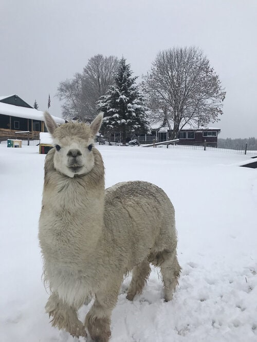 Reliable Caretaker(s) needed at 30 Acre farm/ranch in Central Vermont