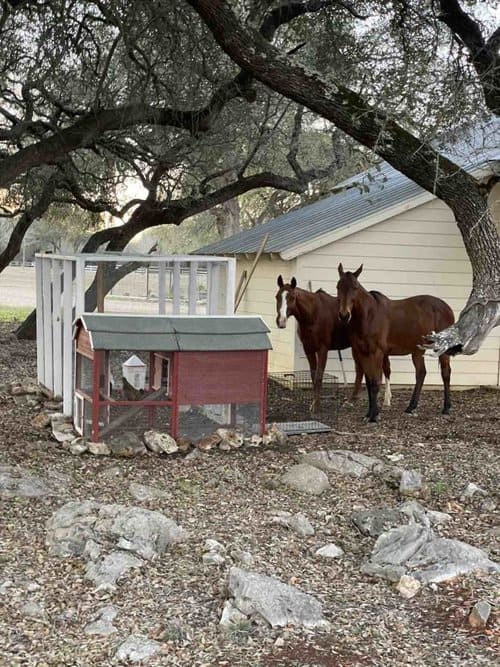 Livein Ranch Caretaker(s) w/ Horse experience needed in Kyle, Texas