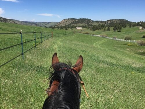 Barn Hand / Ranch Hands needed at Horse Stables near