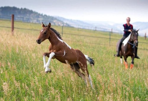 Barn Hand / Ranch Hands needed at Horse Stables near