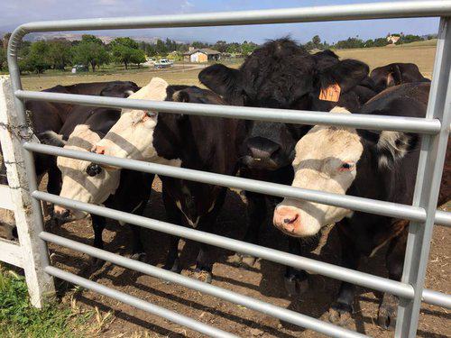 Ranch Hand Needed in Northern California