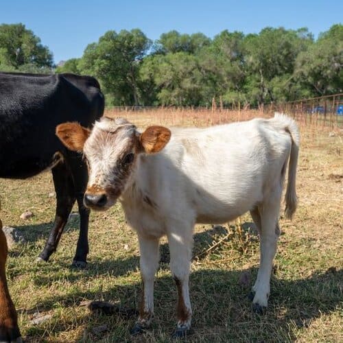 Ranch Hand needed in Tumacacori, Arizona