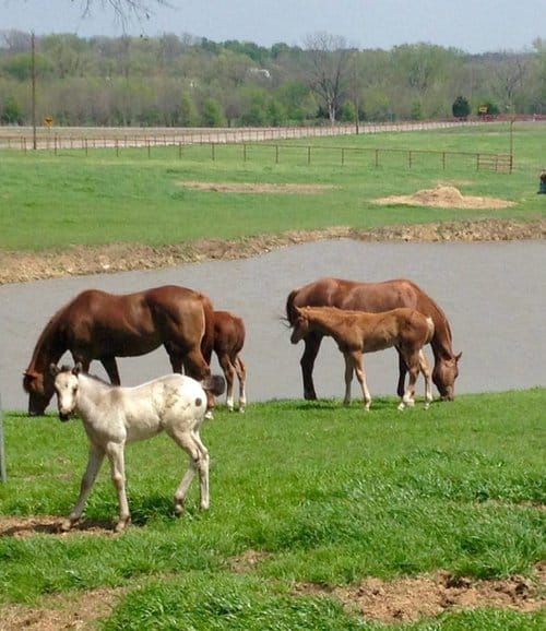 Ranch Foreman needed at Horse & Cattle Ranch in north Texas