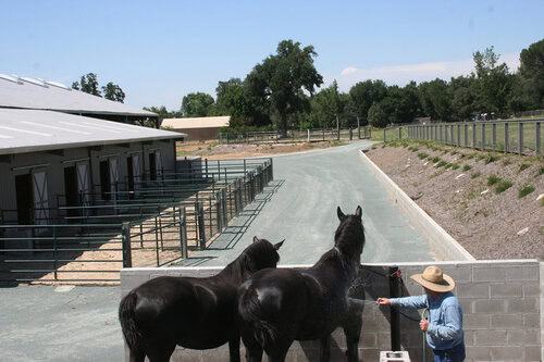 Assistant Horse Trainer needed in Northern California