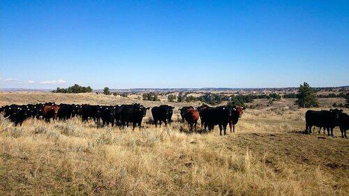 [FILLED] Central Montana Farm / Ranch Hand Needed
