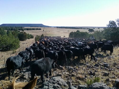 Cowboy/Cowgirl Ranch Hands needed at Cattle Ranch in Arizona