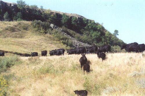 Ranch Hand needed at Purebred Cattle Ranch in Isabel, South Dakota