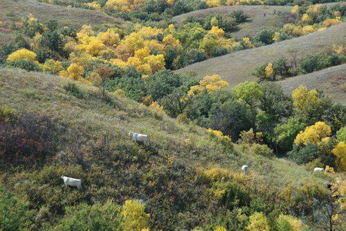 Ranch Hand needed at Purebred Cattle Ranch in Isabel, South Dakota
