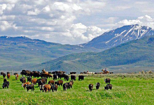 Seasonal Ranch Personnel needed at Cattle Ranch near Steamboat Springs