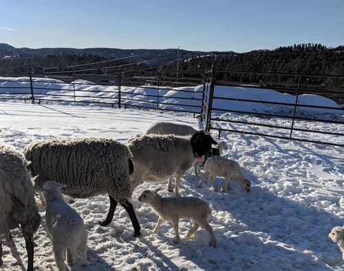 [FILLED] Domestic Manager / Caretaker Position available in the