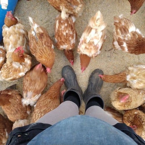 Farm Hand / Manager needed at Poultry Farm in Red Bluff, California