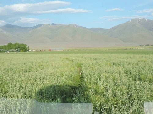 Farm/Ranch Hand Needed in Nevada