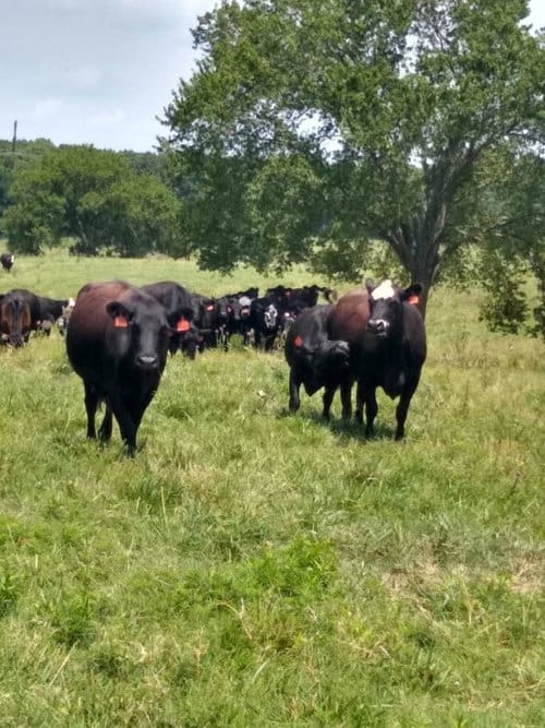Ranch Foreman needed at Familyowned Cow/Calf operation in Southwest