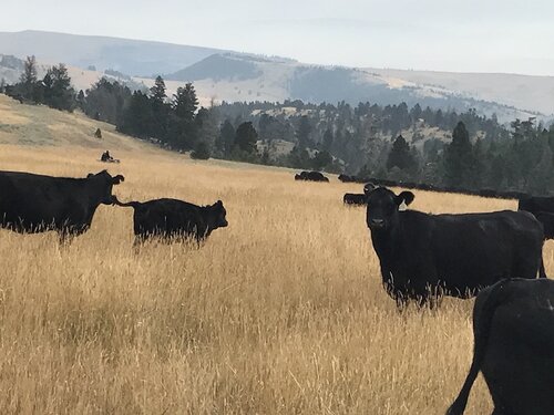 Ranch Hand needed near Livingston, Montana