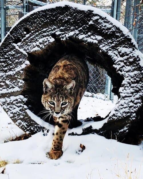 Wildlife Sanctuary Hoofstock & Ranch Caretaker needed in southern