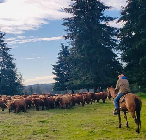 Experienced Herdsperson needed at Scottish Highland Cattle Farm in
