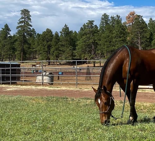 Ranch Manager needed at Familyowned Horse Boarding Facility in