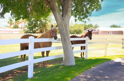 Ranch Hand needed at Horse Boarding Facility in Las Vegas, NV
