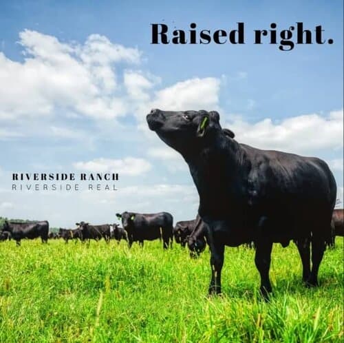 Team Member needed at Registered Cow / Calf Ranch in Tennessee