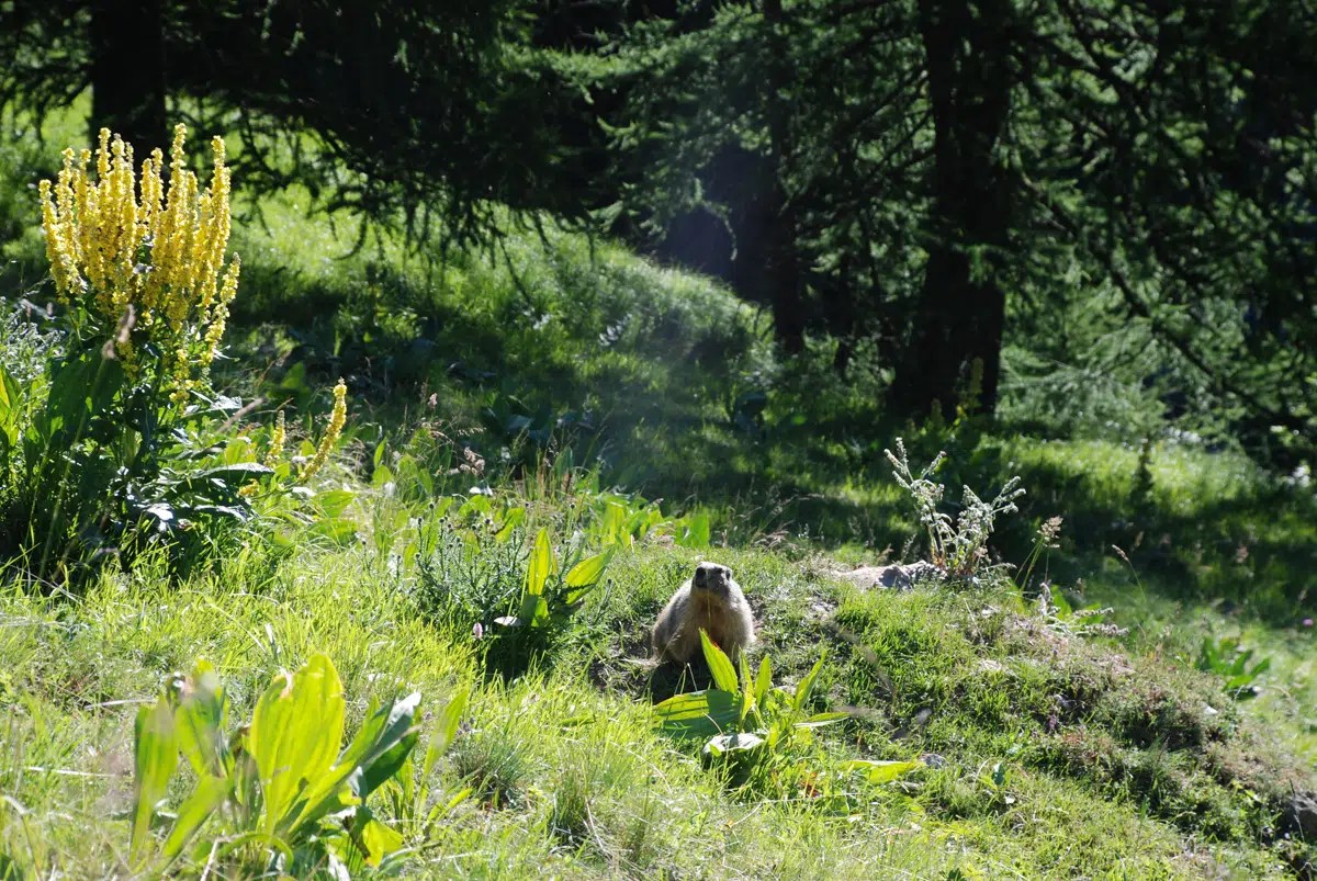 H2 Les chalets d'alpage du Queyras en hôtel 3***, Destinations Queyras