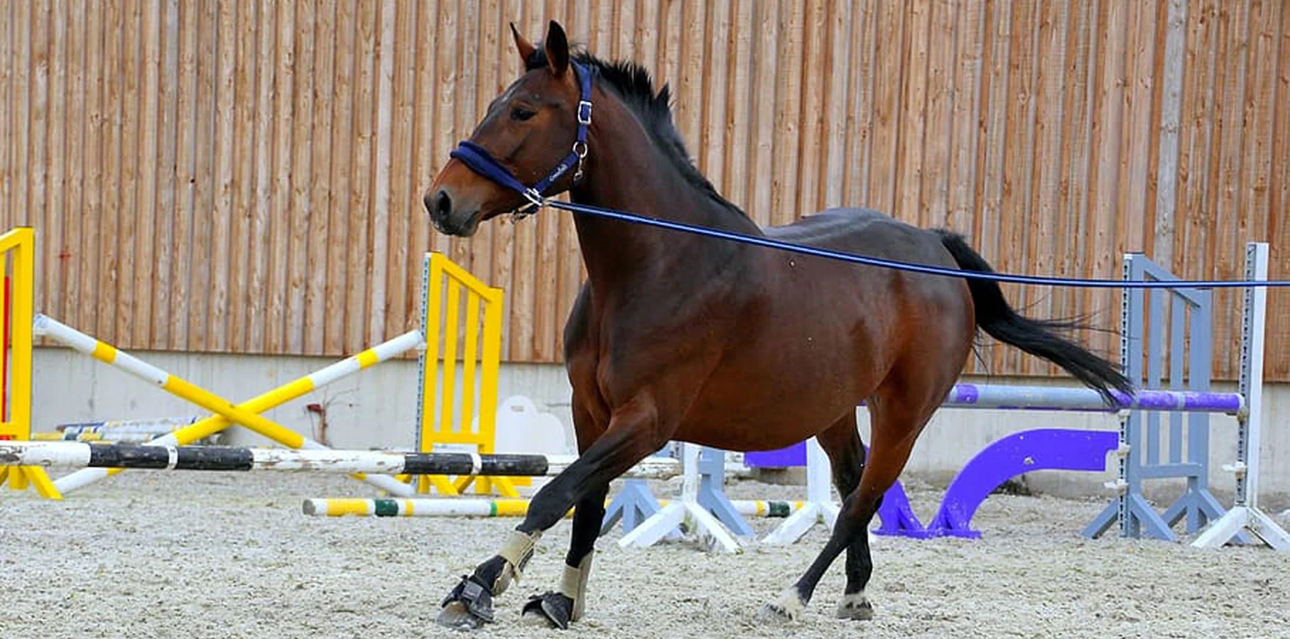 5 Ways To Exercise Your Horse Without Riding R & R Country Blog