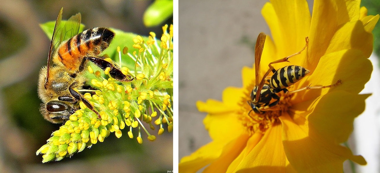 Yellow Jackets According to Us