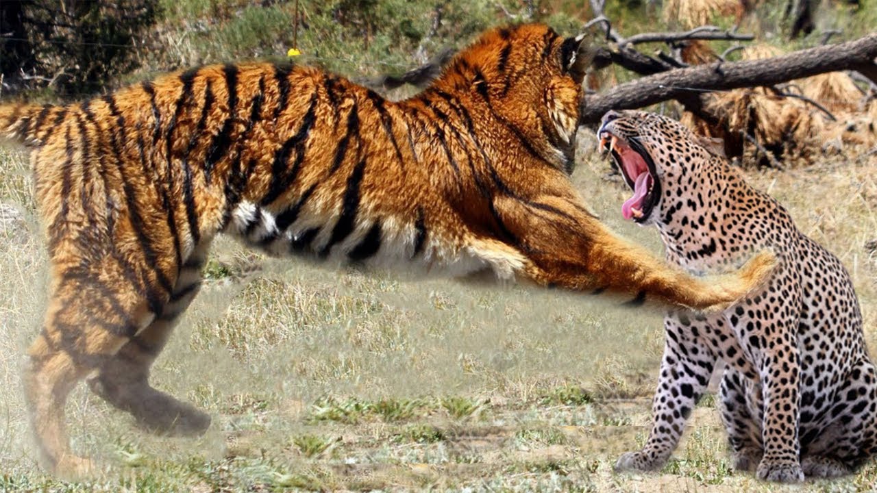 The Tiger Taught the Leopard a Lesson by Giving Punishment In Front Of