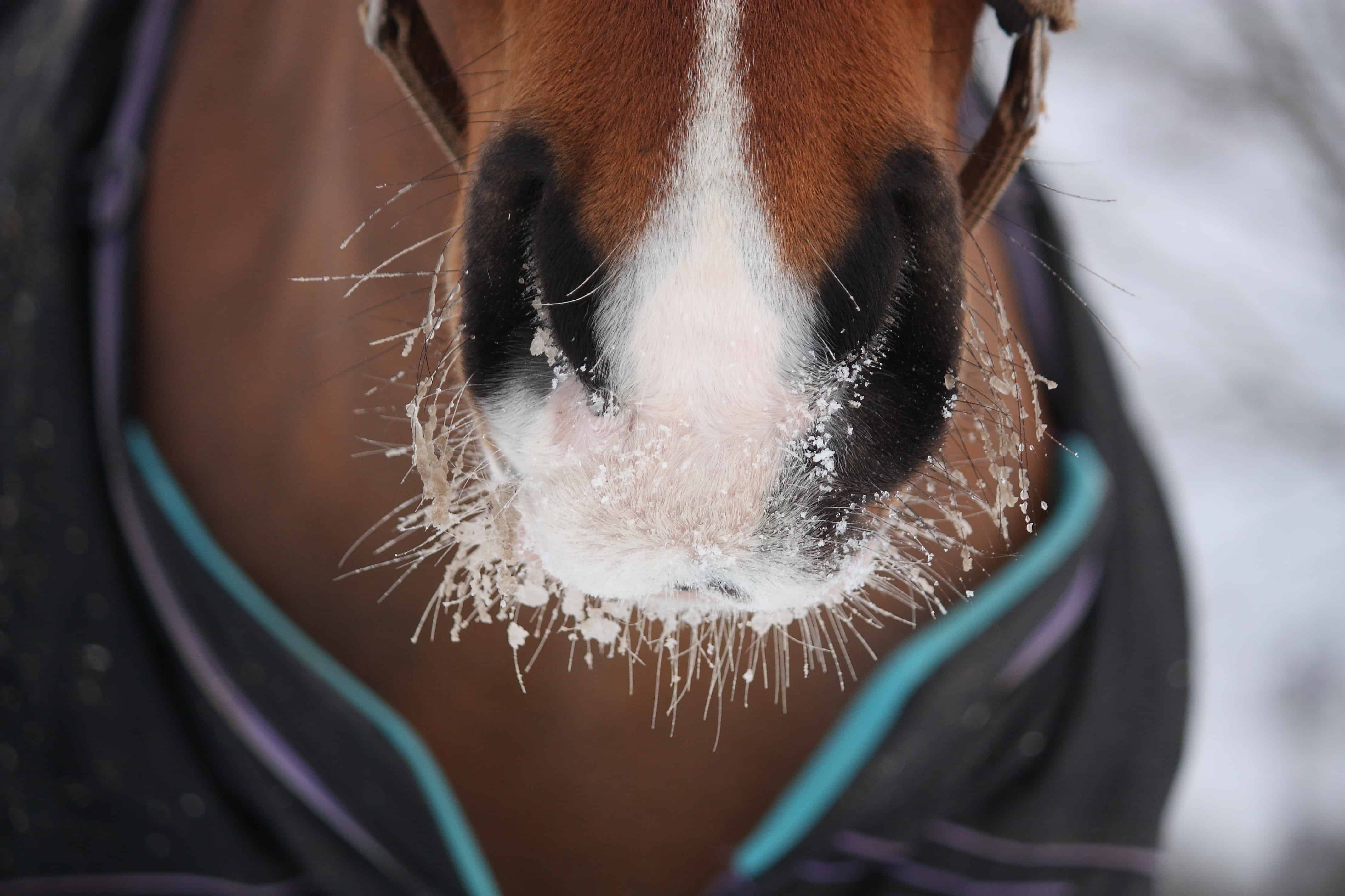 Feeding Horses in Winter Everything you need to know Ranvet