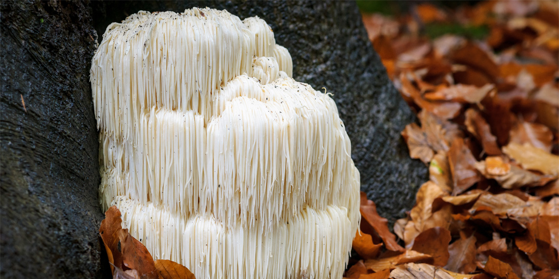 Lion’s mane mushroom compounds found to boost memory and nerve growth