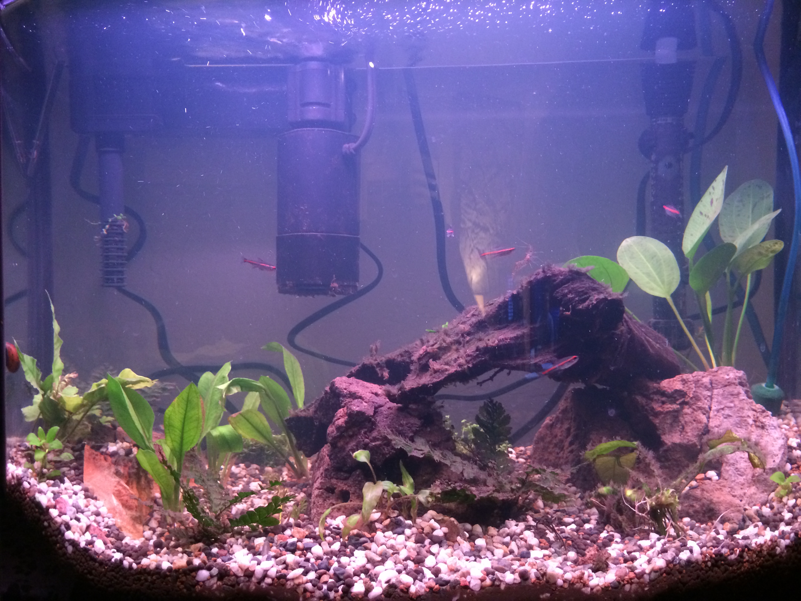 16 gallon tank – Raph's Website
