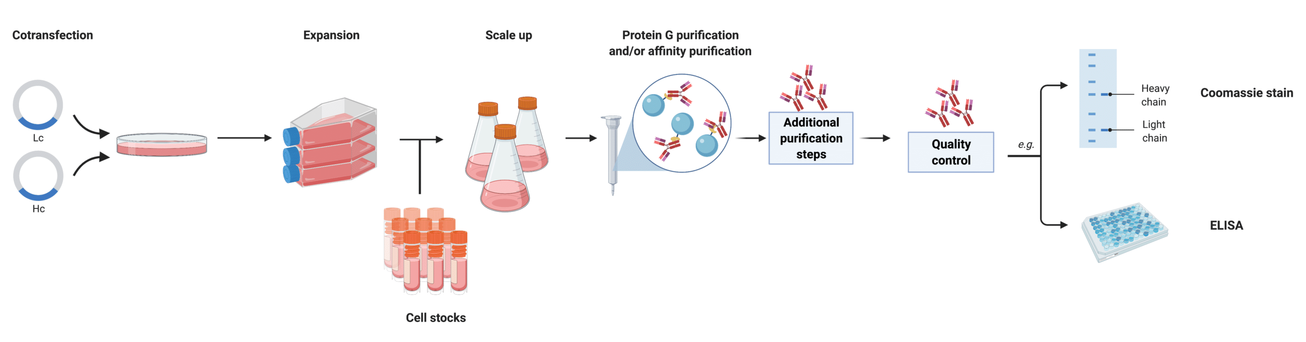 What are Monoclonal Antibodies? Rapid Novor