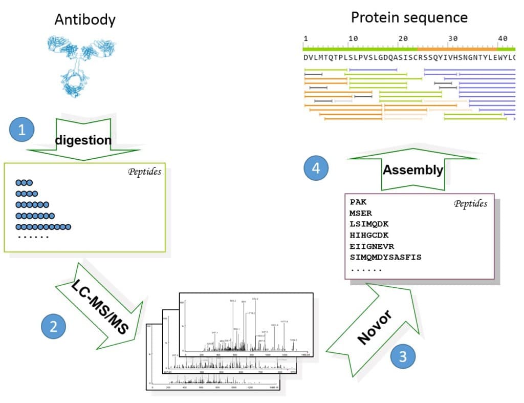 Mass Spectrometry De Novo Protein Sequencing vs DNA Sequencing